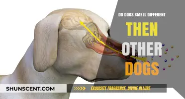 Canine Olfactory Diversity: Do Dogs Smell Different Than Each Other?