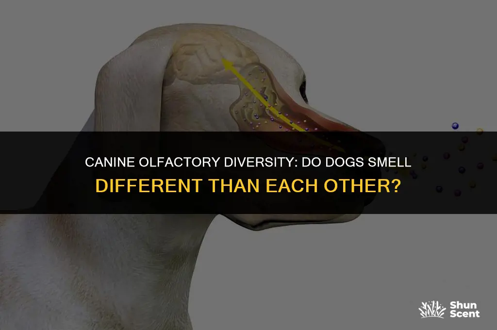 do dogs smell different then other dogs