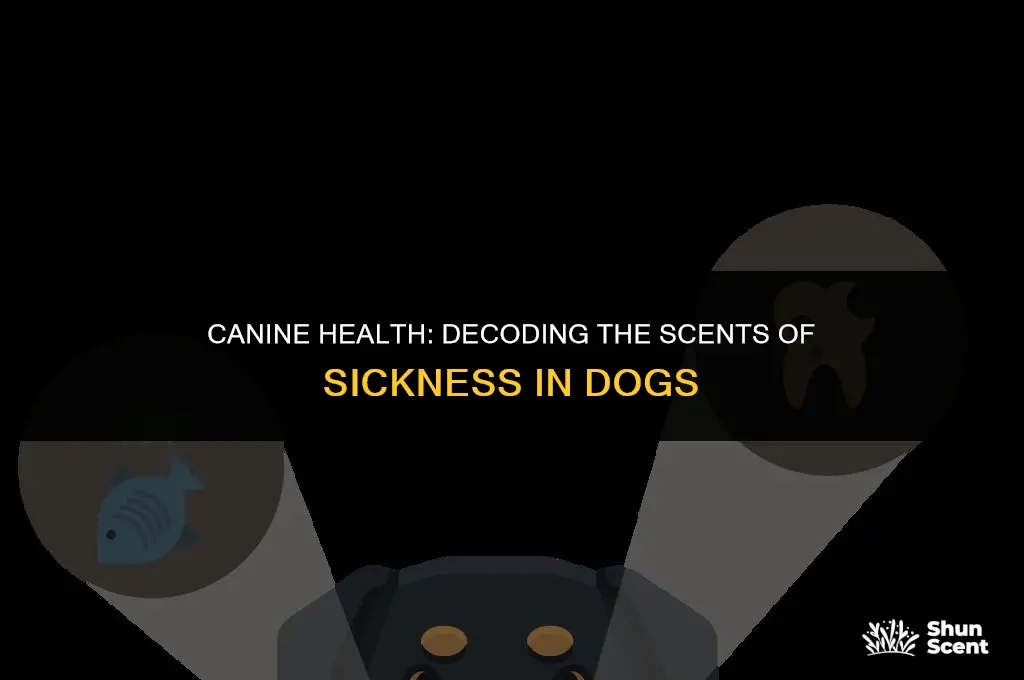 do dogs smell different when sick
