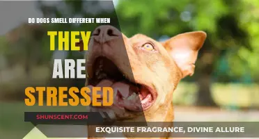 Canine Stress Signals: Do Dogs Emit Different Scents When Anxious?