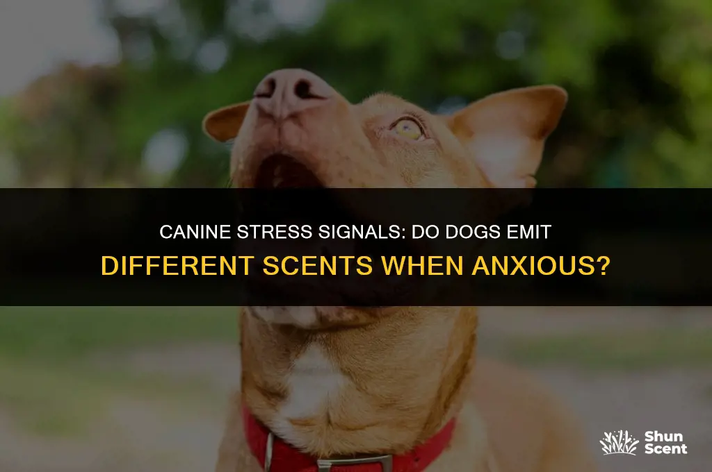 do dogs smell different when they are stressed