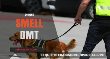 Canine Olfactory Abilities: Do Dogs Smell DMT?