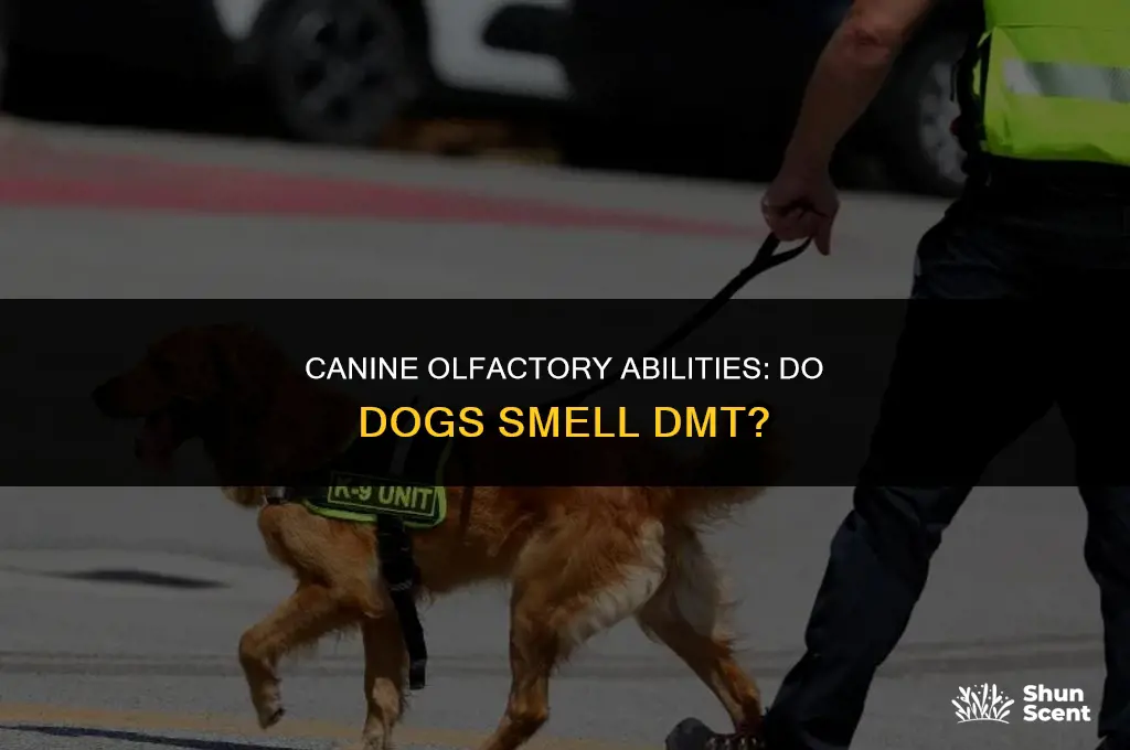 do dogs smell dmt