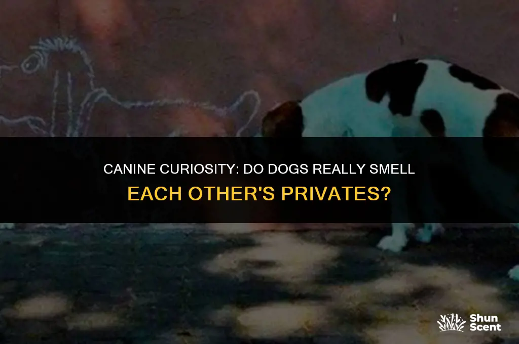 do dogs smell each other privates