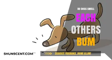 Canine Communication: The Truth Behind Dogs Sniffing Each Other