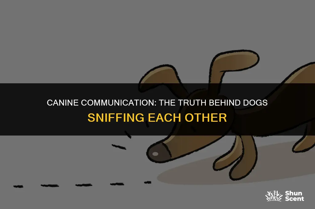 do dogs smell each others bum
