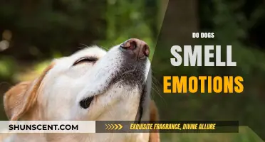 Can Canines Catch Feelings? The Science Behind Dogs' Emotional Smells
