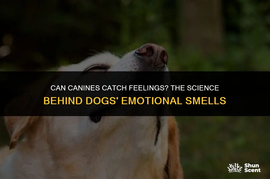 do dogs smell emotions