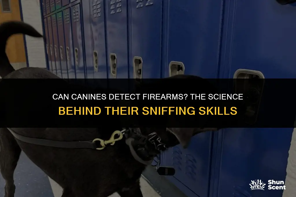 do dogs smell firearms