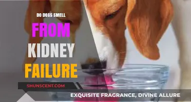 Canine Kidney Health: Recognizing the Signs Through Scent