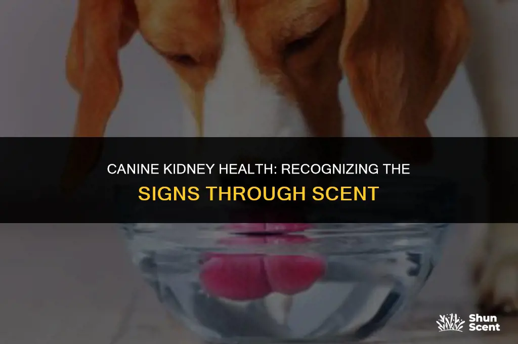 do dogs smell from kidney failure