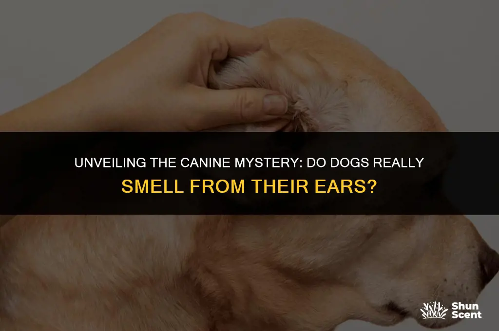 do dogs smell from their ears