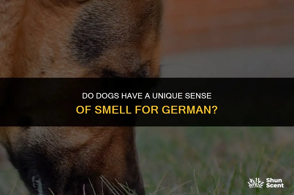 do dogs smell german