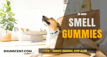 Canine Curiosity: Do Dogs Really Smell Gummies?