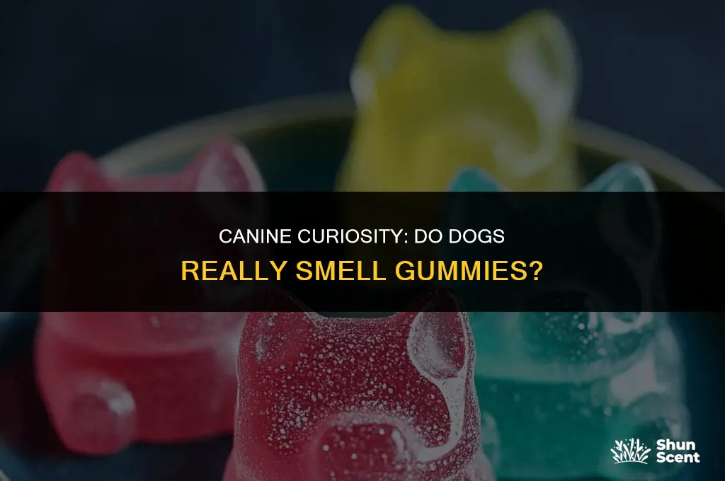 do dogs smell gummies