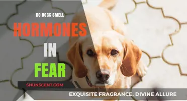 Can Canines Detect Hormonal Changes in Fearful Situations?