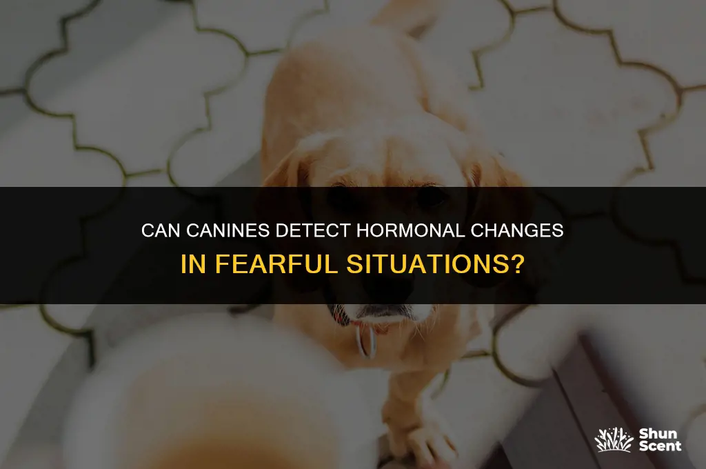 do dogs smell hormones in fear