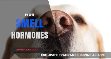 Can Canines Detect Hormonal Changes? The Science Behind Dog Smell
