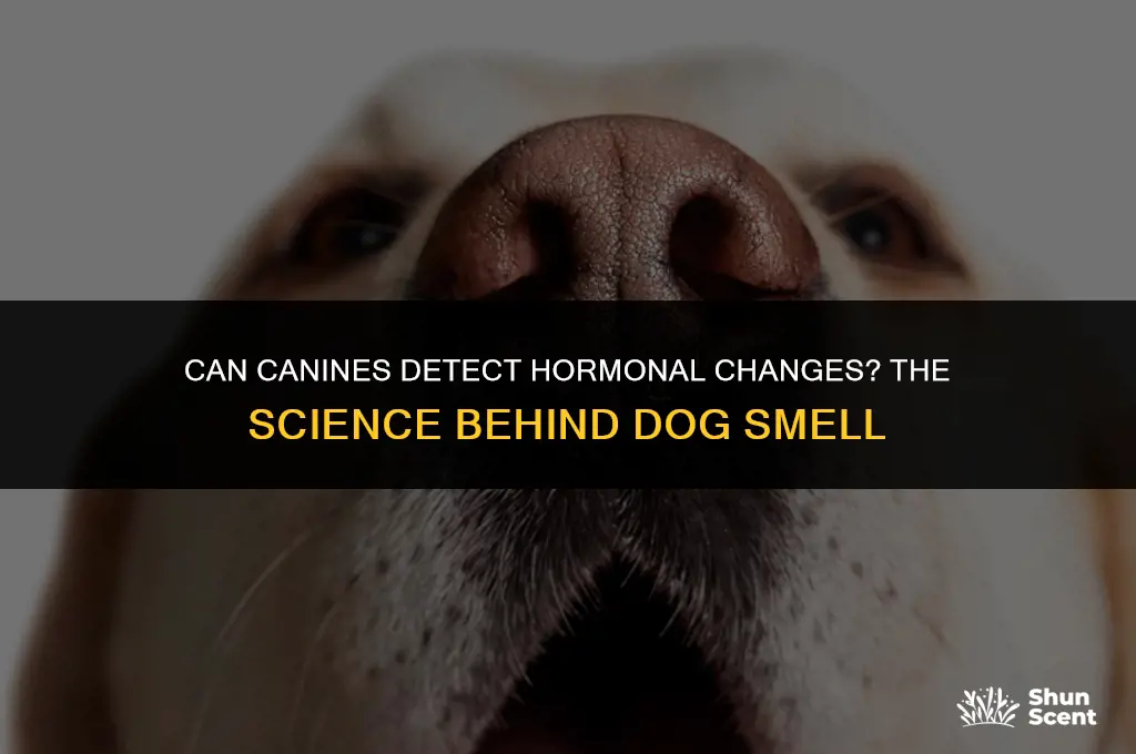 do dogs smell hormones