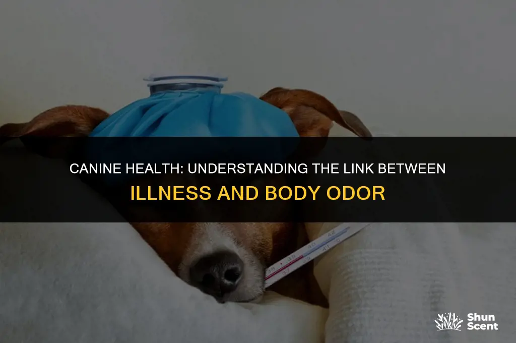 do dogs smell if they are ill