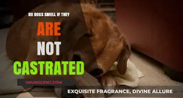 Do Dogs Smell If They Are Not Castrated?