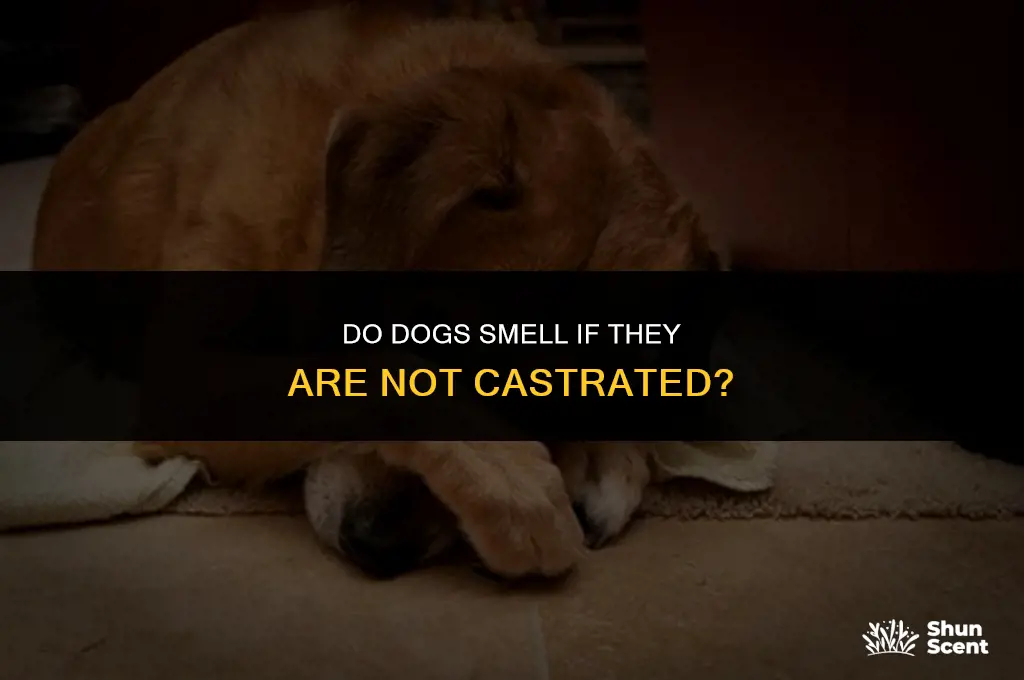 do dogs smell if they are not castrated