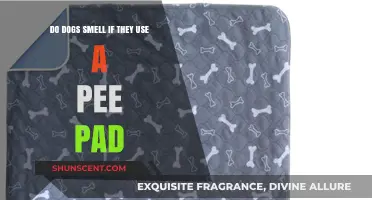 Pee Pad Use in Dogs: Does It Affect Their Sense of Smell?
