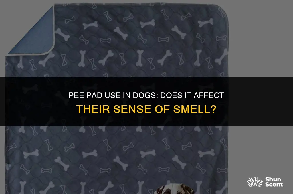 do dogs smell if they use a pee pad