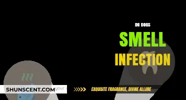 Canine Sense: Do Dogs Smell Infection in Humans?