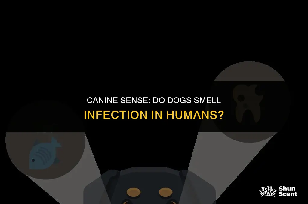 do dogs smell infection