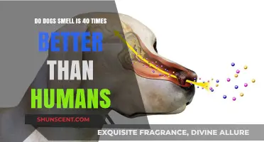 Unleashing the Canine Nose: A Whiff of Truth Behind Dogs' Superior Sense of Smell