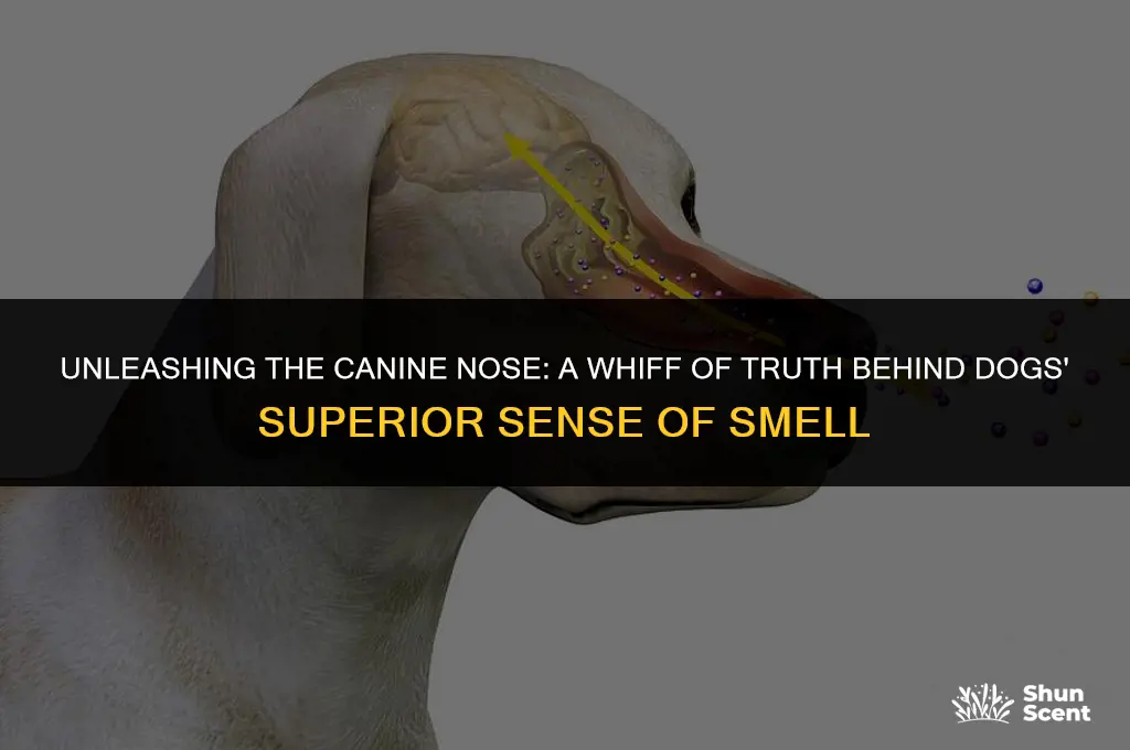 do dogs smell is 40 times better than humans