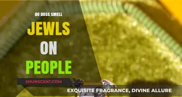 Canine Curiosity: Do Dogs Really Smell Jewels on People?