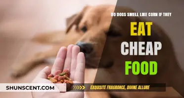 Does Your Dog's Diet Affect Their Scent? The Truth About Cheap Food and Canine Odor