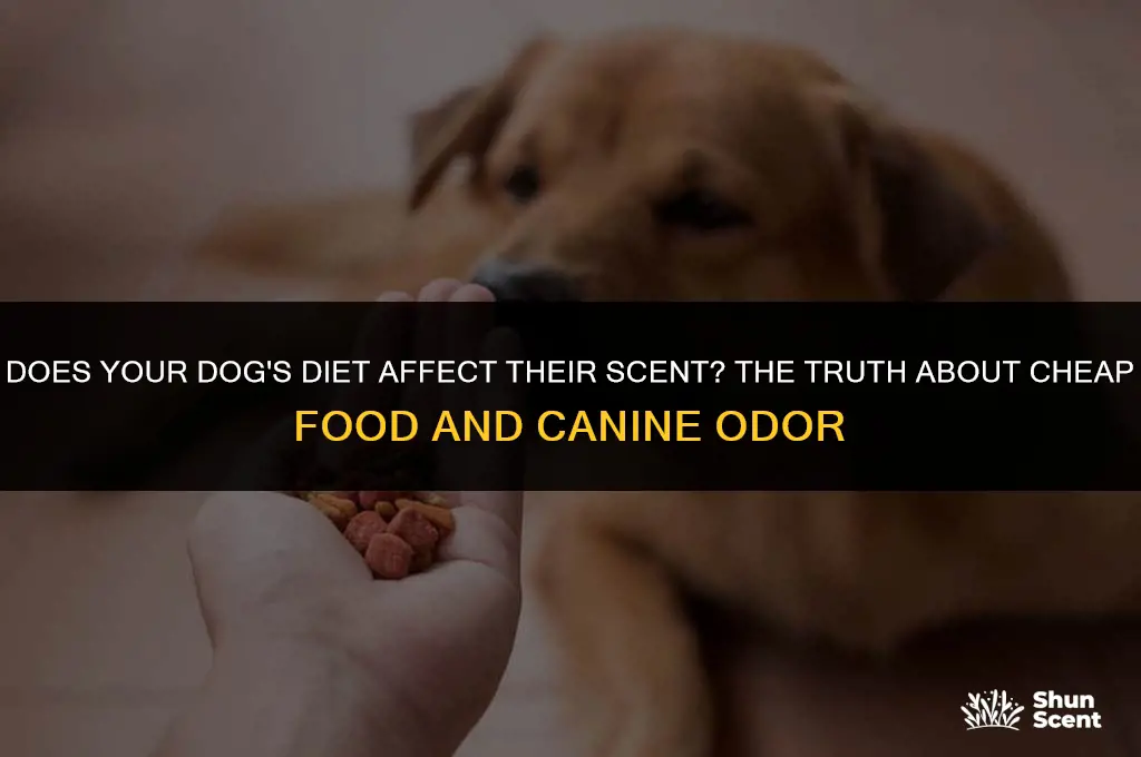 do dogs smell like corn if they eat cheap food
