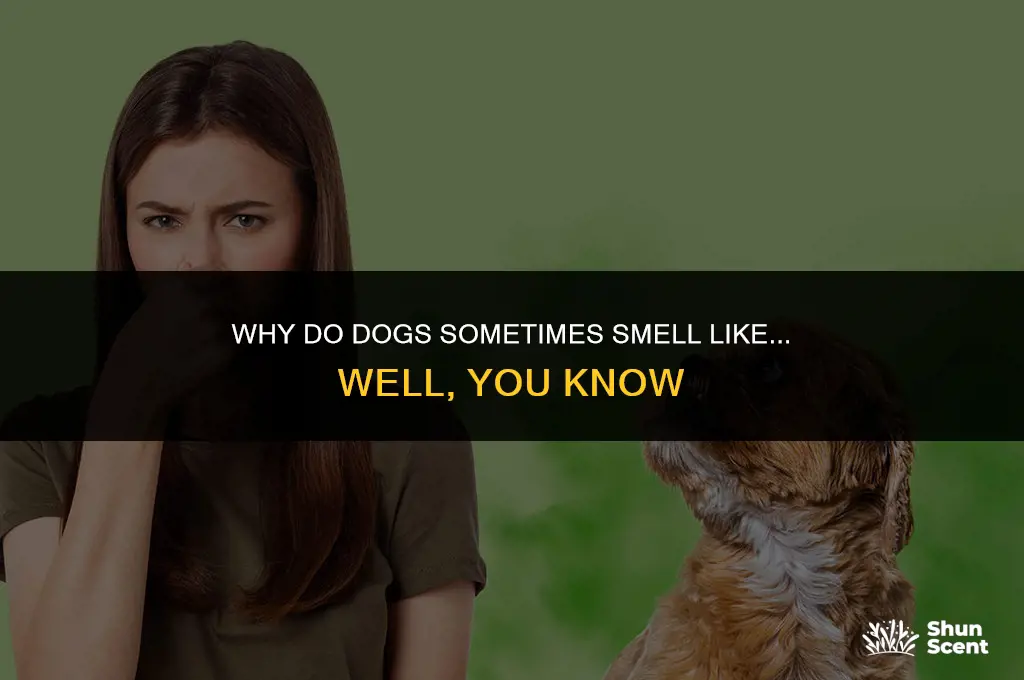 do dogs smell like doo doo