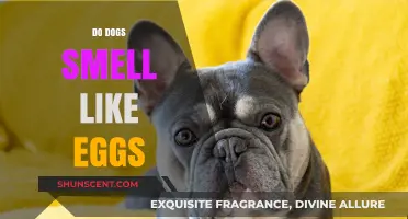 Do Dogs Smell Like Eggs? Exploring Canine Scents and Myths