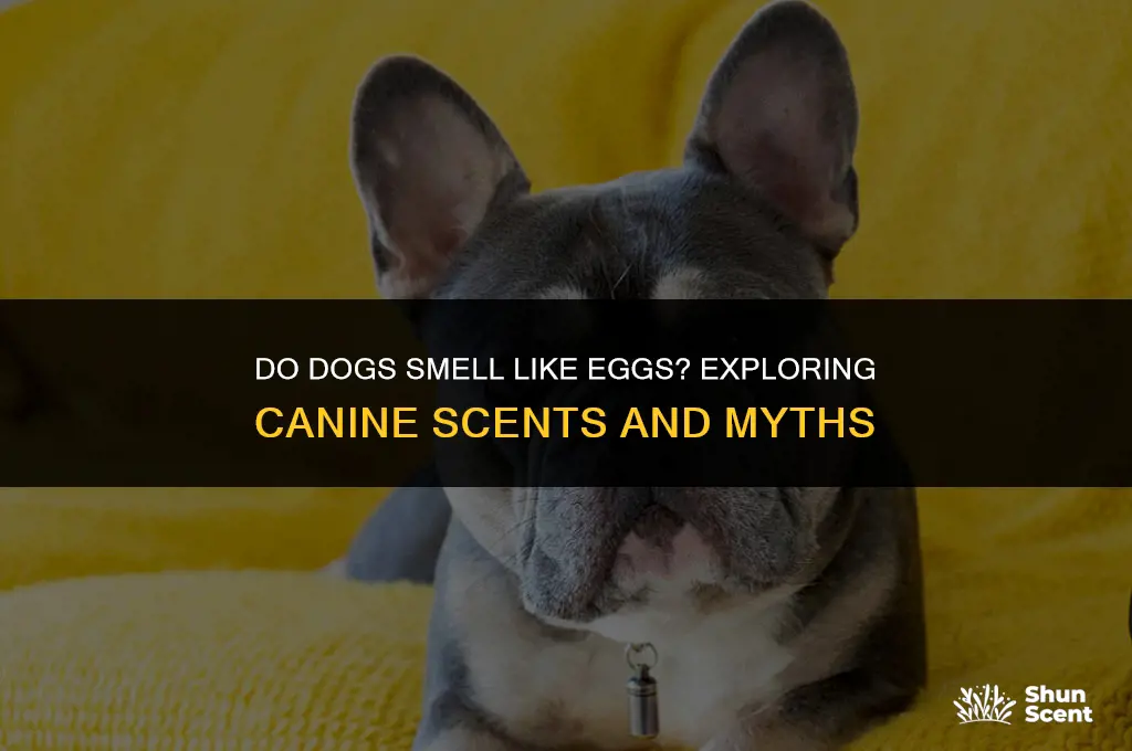 do dogs smell like eggs