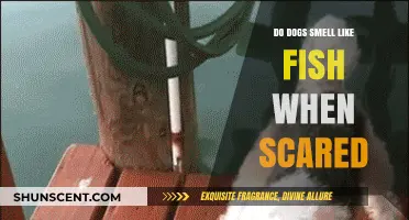 Do Dogs Smell Like Fish When Scared? Unraveling Canine Fears