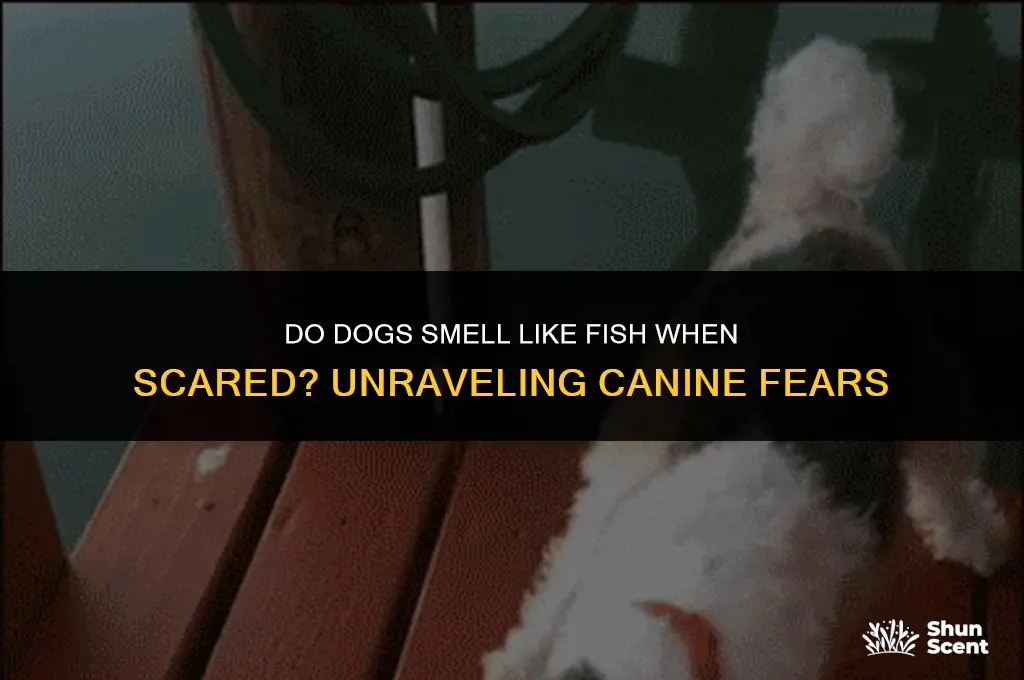 do dogs smell like fish when scared