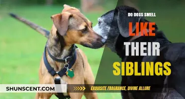 Do Dogs Smell Like Their Siblings? Exploring Canine Genetics and Scent
