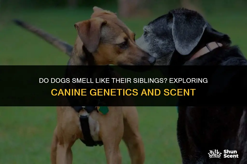 do dogs smell like their siblings