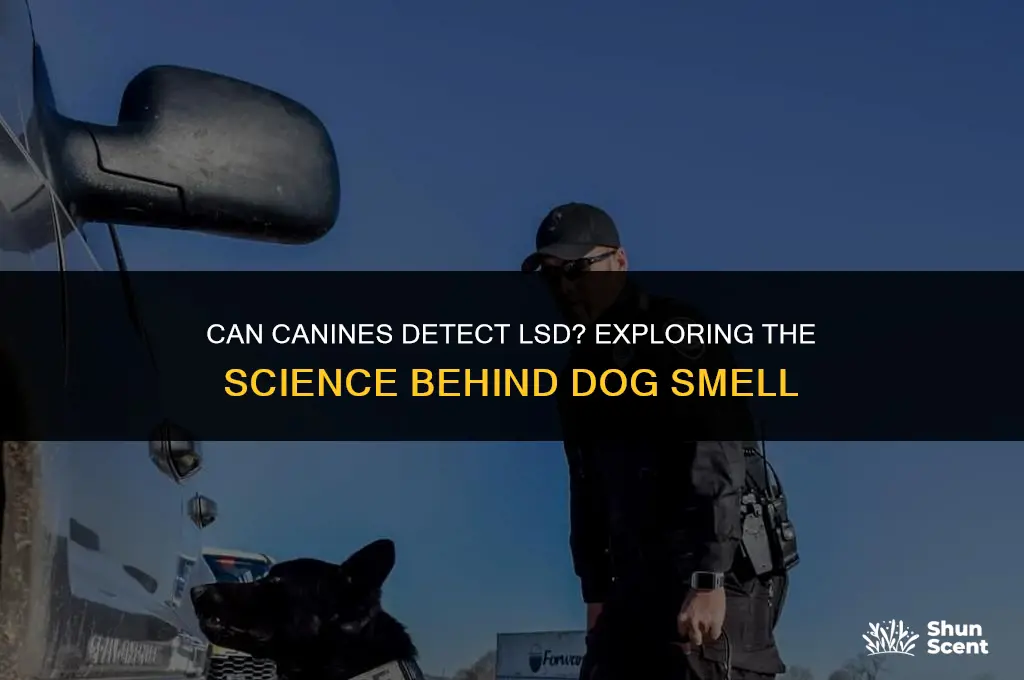 do dogs smell lsd