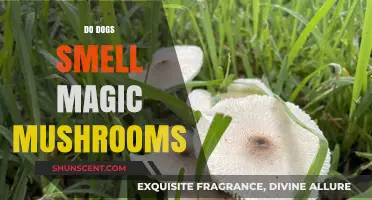 Canine noses and psychedelic spores: Do dogs smell magic mushrooms?