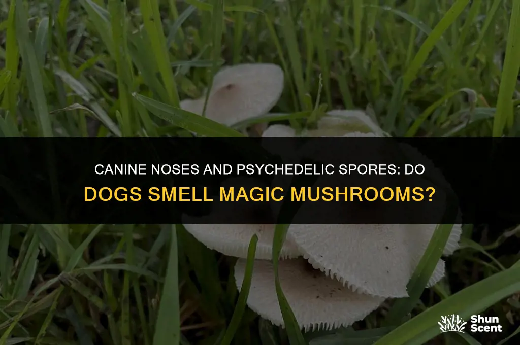 do dogs smell magic mushrooms