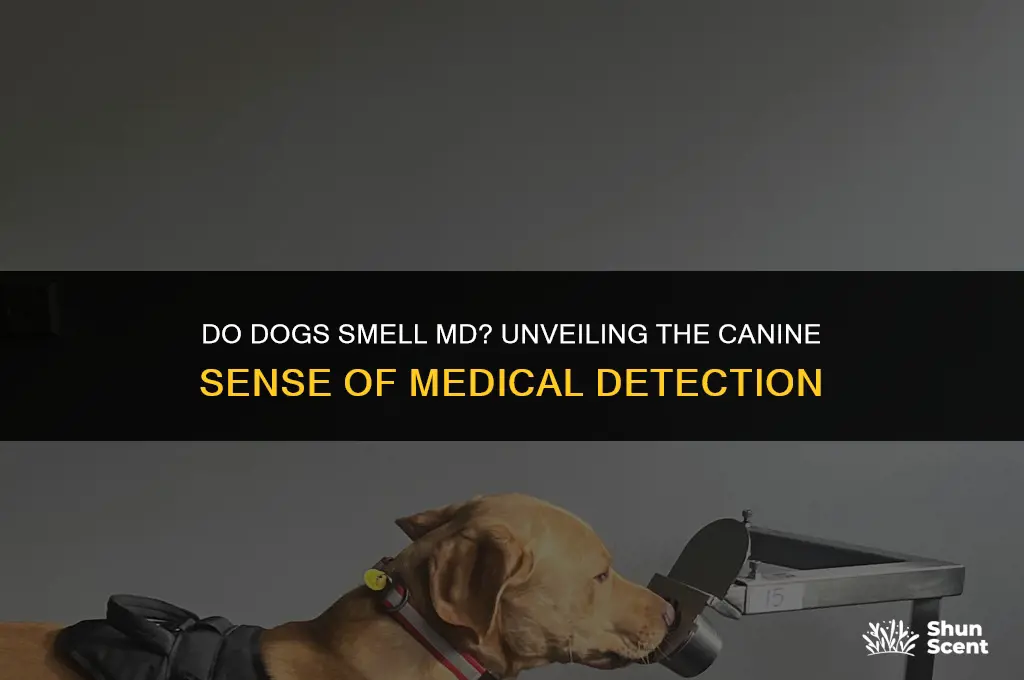 do dogs smell md