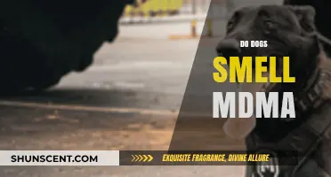 Can Canines Detect MDMA? Exploring the Science Behind Dog Smell