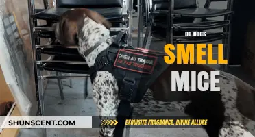 Canine Noses: The Ultimate Mouse Detection System?