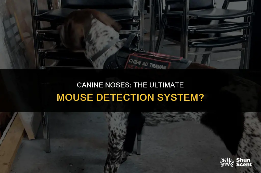 do dogs smell mice