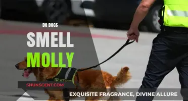 Canine Noses and Narcotics: Do Dogs Smell Molly?